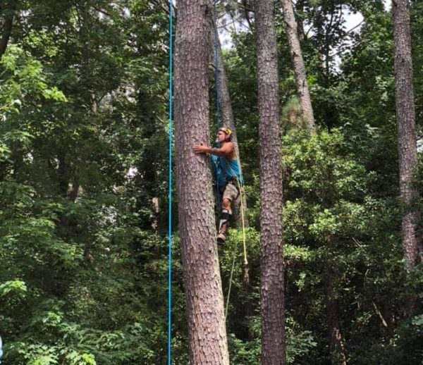 ISA Certified Arborist For All Seasons Tree Service Loganville, GA